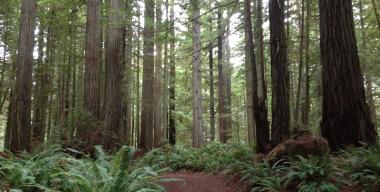 link to full image of Palmer Westbrook Ranch Redwoods 1
