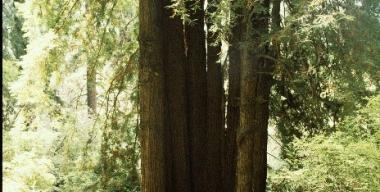 link to full image of Trees of Mystery