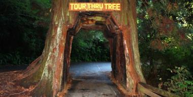 link to full image of Klamath Tour-Thru-Tree