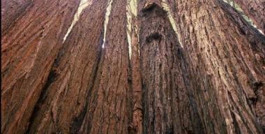 link to full image of Trees of Mystery Redwoods 3
